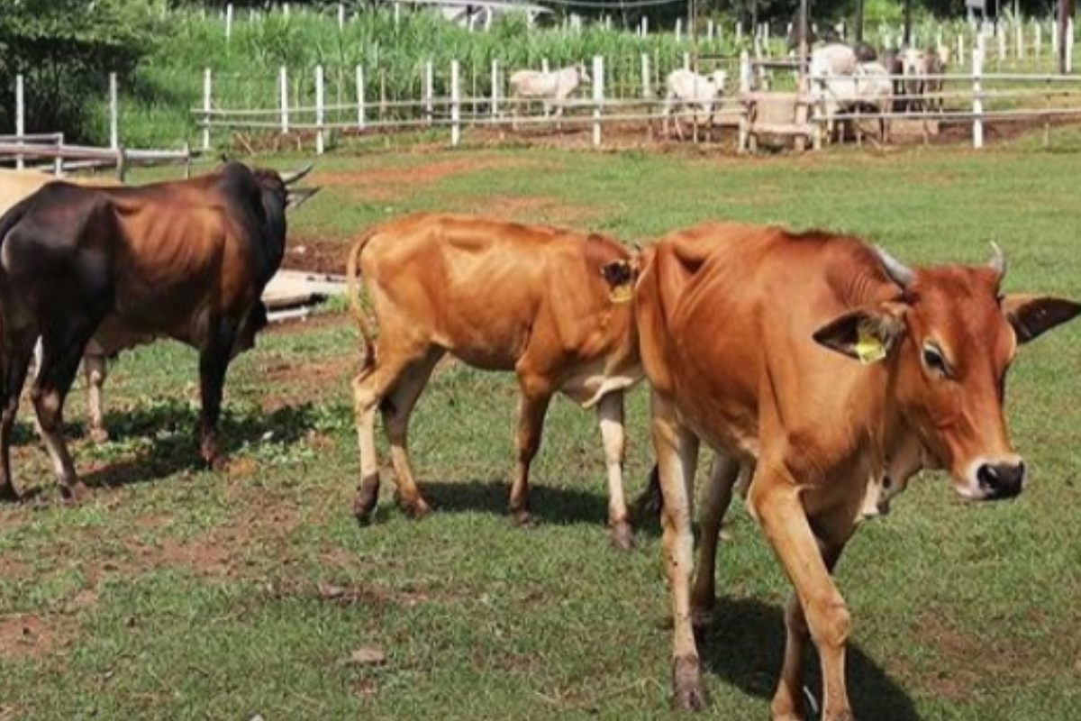 Sapi Pasundan, Ras Sapi Lokal Jawa Barat yang Potensial Hasilkan Daging Sapi Premium