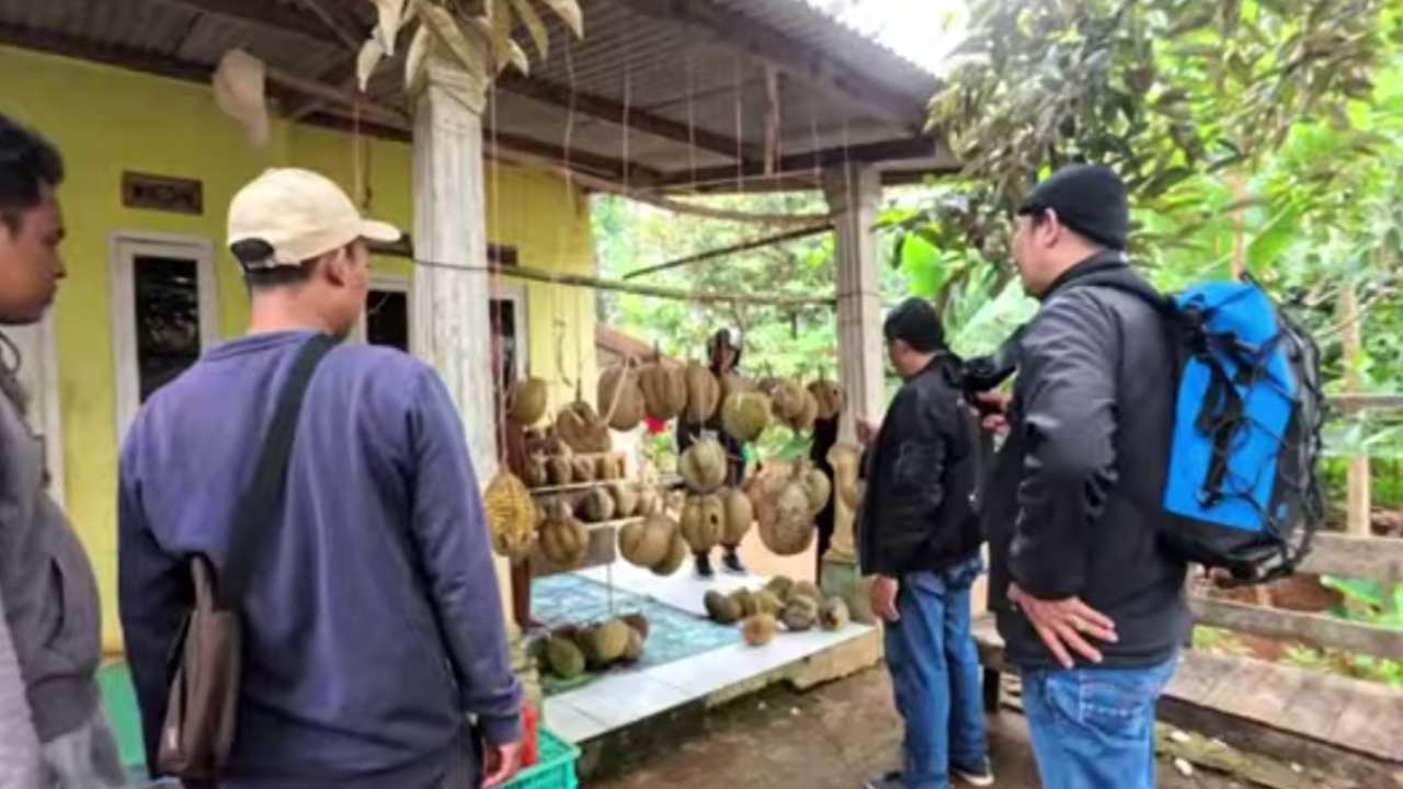 Petualangan Seru Berburu Durian di Kampung Cipeuteuy Jonggol, Ada Durian Bangkok, Cek Harga di Sini!