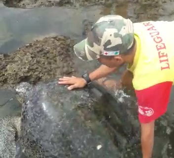 Penyu Hijau Terdampar Lagi di Pantai Tasikmalaya Akibat Gelombang Pasang Air Laut