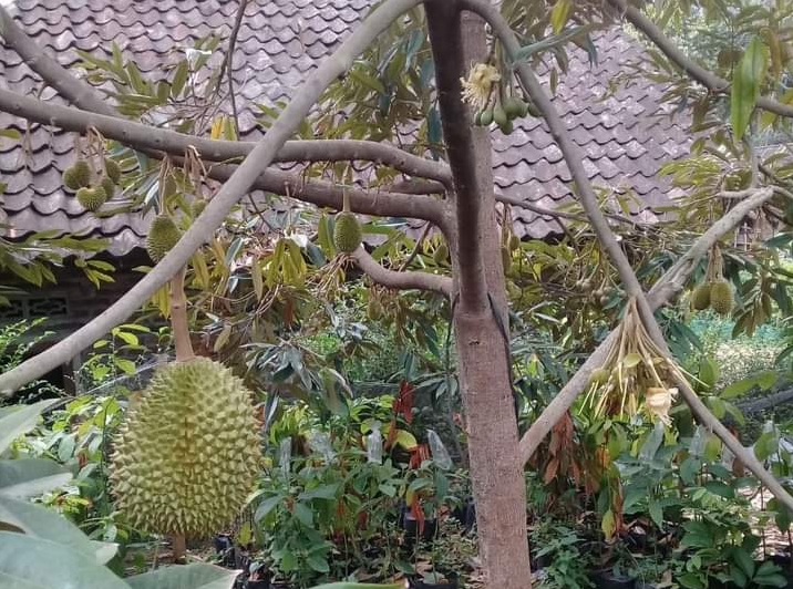 760 Pohon Baru Ditanam di Tasikmalaya, Target Jadi Sentra dan Tempat Wisata Durian