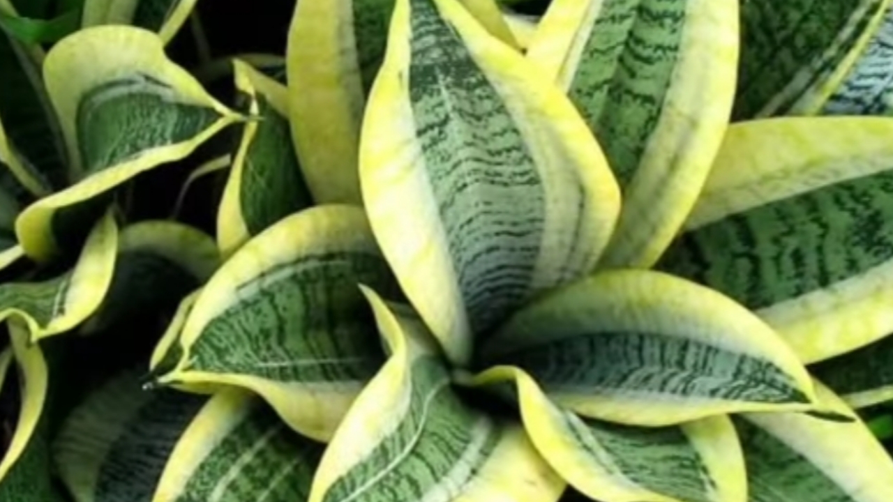 Bikin Segar! Tanaman Indoor Paling Efektif Membersihkan Udara Rumah, Alami dan Mudah Dirawat