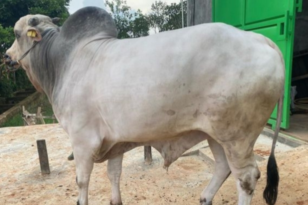 Keunggulan Sapi Brahman: Banyak Dipakai untuk Hewan Qurban di Indoensia, Simak Juga Harga Sapi Brahman 2024 