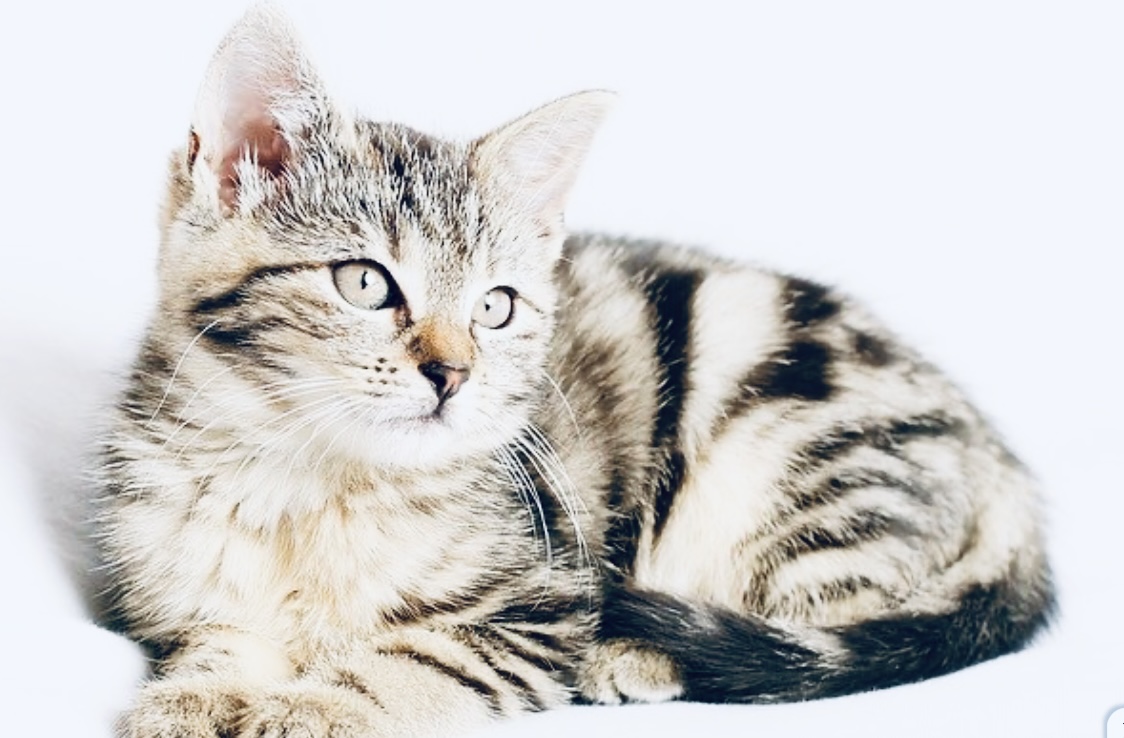 5 Makanan yang Tidak Boleh Diberikan Pada Kucing, Anabul Harus Tahu Nih