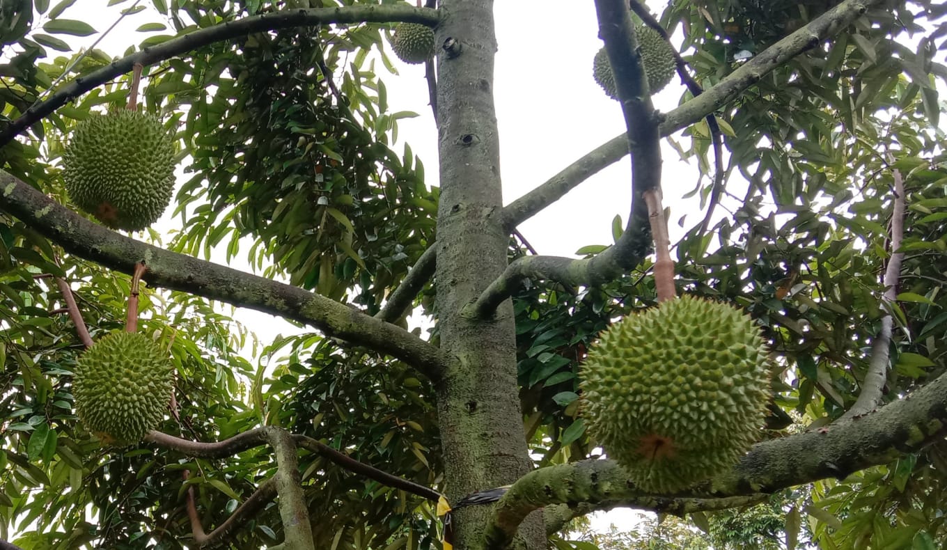Boleh Dicobah Nih! Kiat Sukses Menanam Durian Musang King dan Duri Hitam di Tasikmalaya