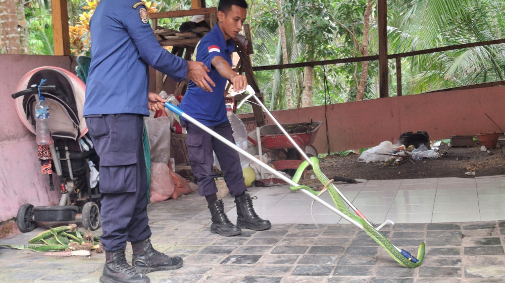 Warga Parigi Panik Ular Berbisa Masuk Rumah, Damkar Pangandaran Bergerak Cepat