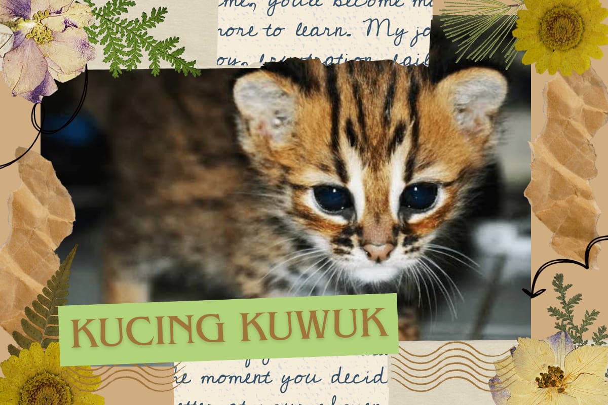 Mengenal Keunikan Kucing Kuwuk, Si Imut Misterius yang Sering Ditemui di Hutan Indonesia