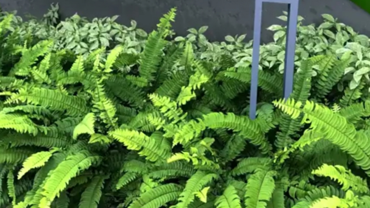 Wajib Dicoba! 5 Tanaman Indoor Penjernih Udara Ini Bikin Ruangan Lebih Sehat dan Nyaman 