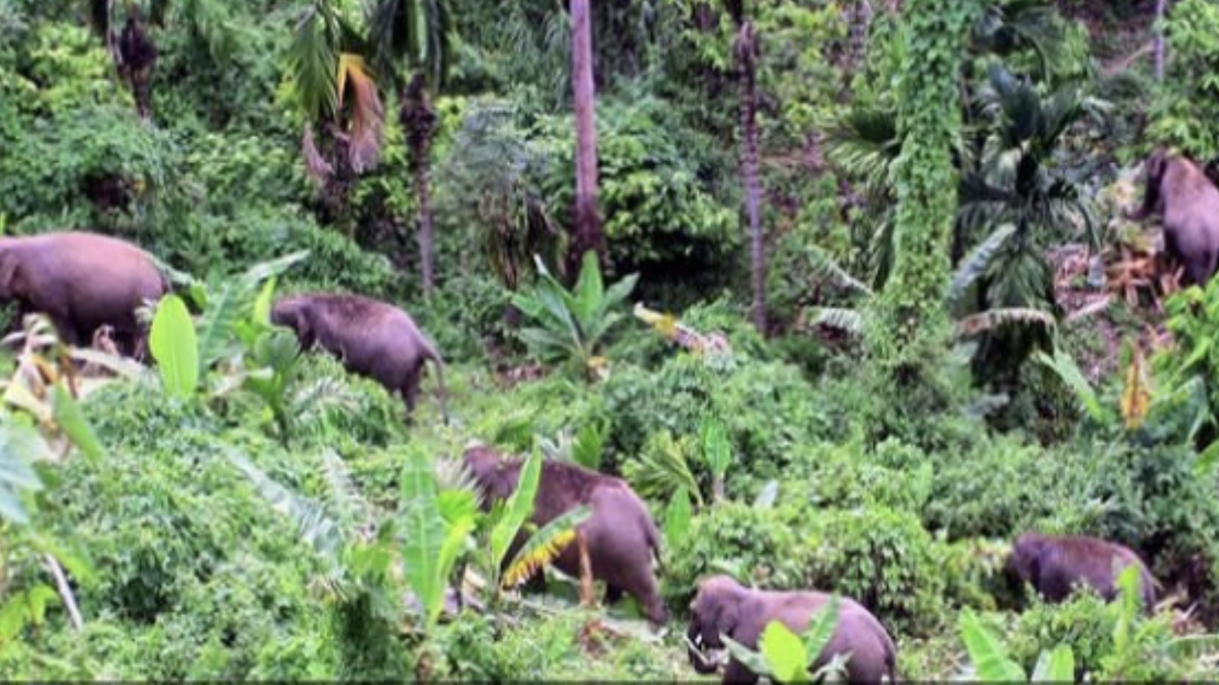 Parah! Habitat Gajah Makin Sempit, Temasuk di Indonesia 