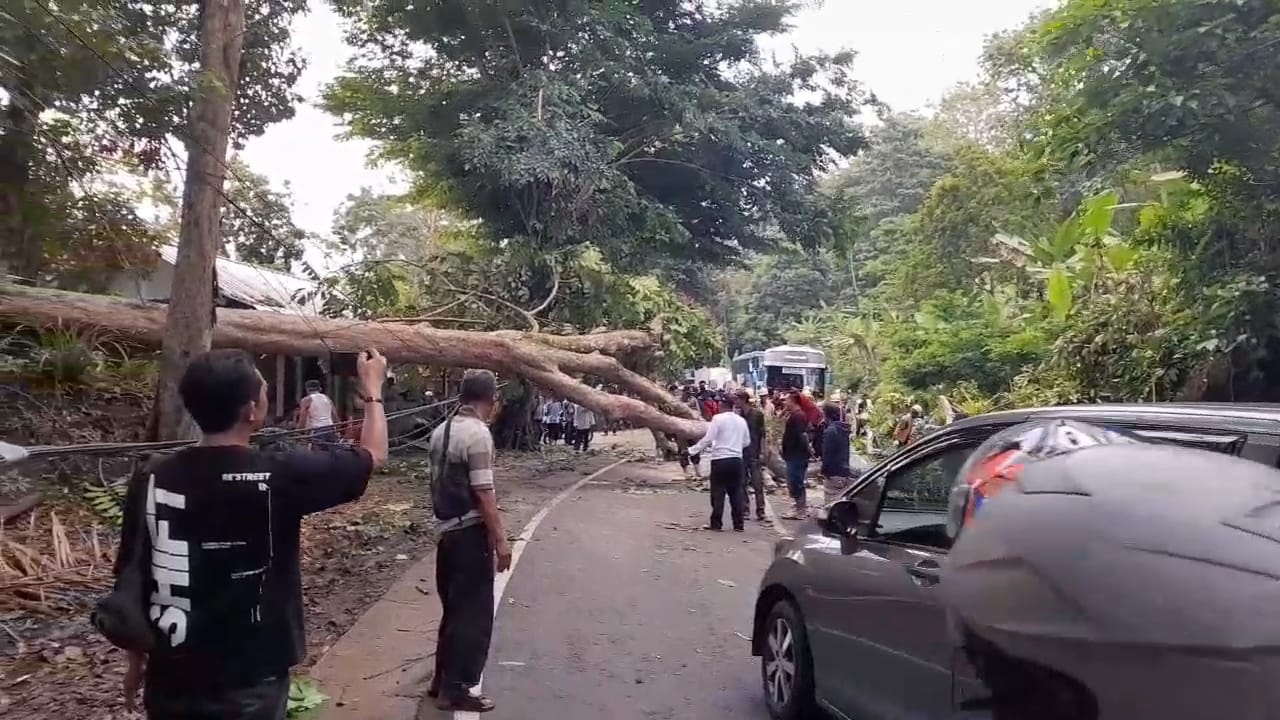 Pohon Raksasa Tumbang di Jalan Emplak, Akses ke Pantai Pangandaran Sempat Terganggu