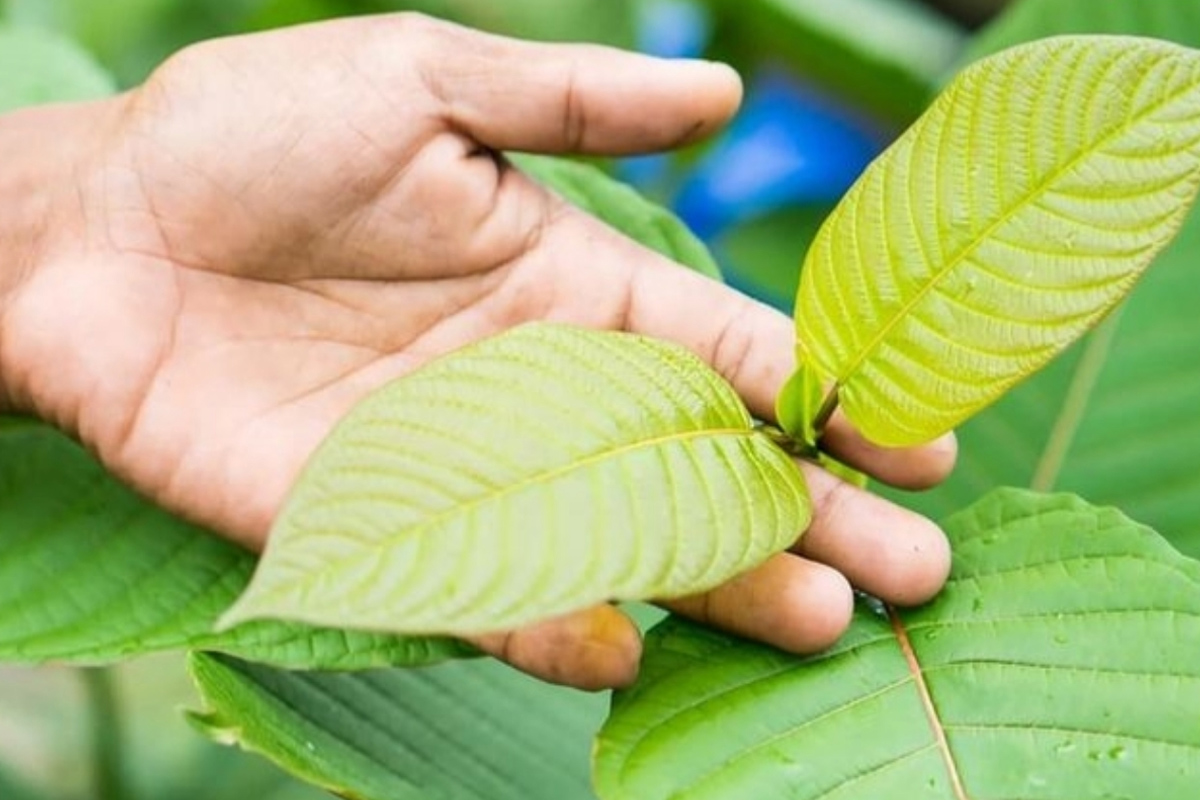 Menyingkap Fakta Tentang Daun Kratom, Tanaman Ajaib dari Tanah Borneo