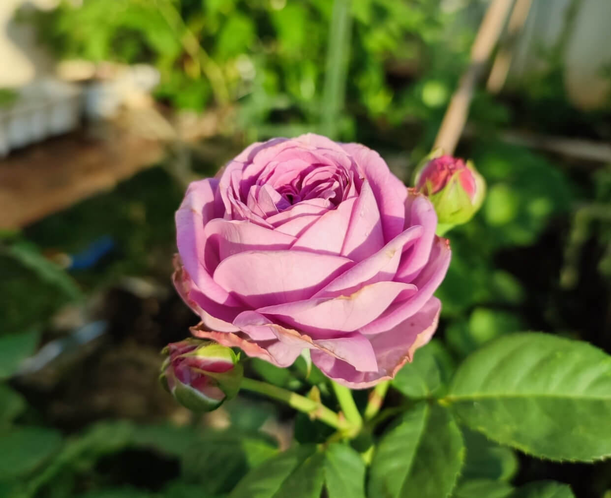8 Tips Mudah Merawat Bunga Mawar, Jangan Lupa Ranting Keringnya Dipangkas Teratur