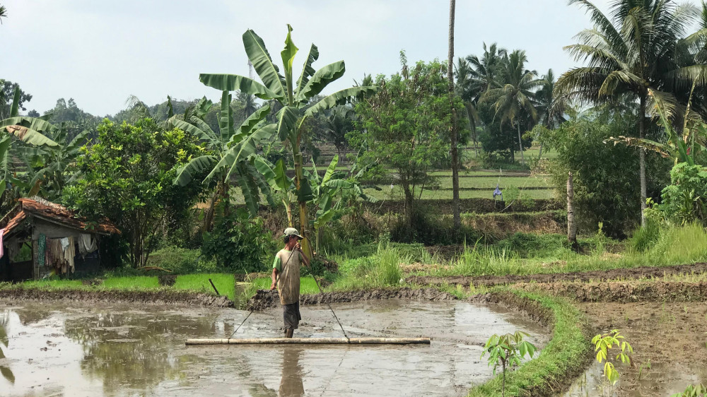 Serangan Hama Wereng Buat Pendapatan Petani di Kota Tasikmalaya Anjlok