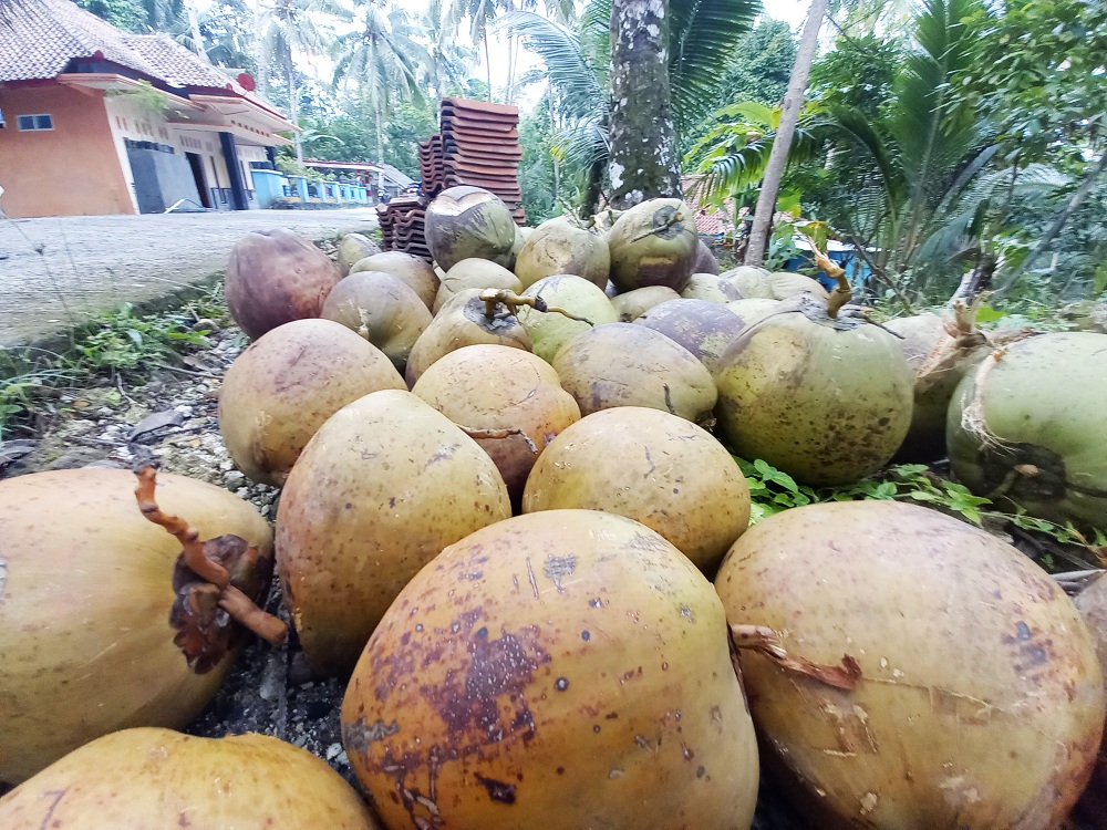 Buah Kelapa Sumatera Laku di Pangandaran Jawa Barat, Hasil Produksi Lokal Hanya Mampu 20 Persen