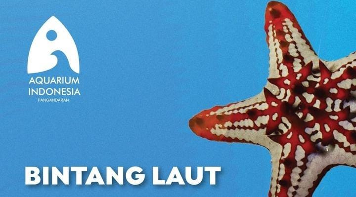 5 Spot yang Harus Dikunjungi Saat Liburan di Aquarium Indonesia Pangandaran, Cocok untuk Semua Usia