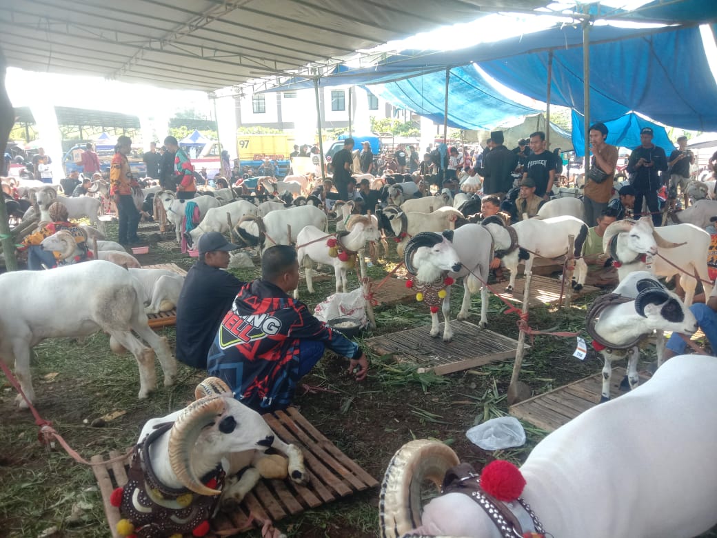 Ratusan Domba Adu Kasep dan Berat Badan di Kabupaten Tasikmalaya