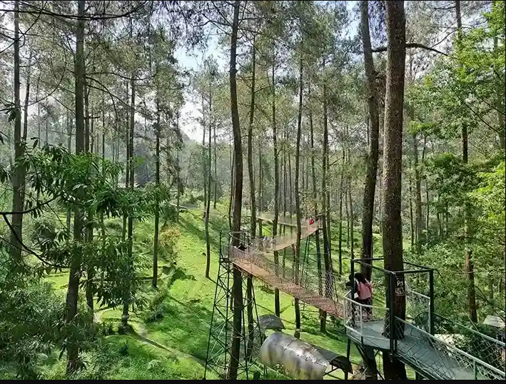 Ayo Liburan, Wisata Alam Bandung Pesona Orchid Forest Cikole Spot Foto Pinus yang Menyejukkan