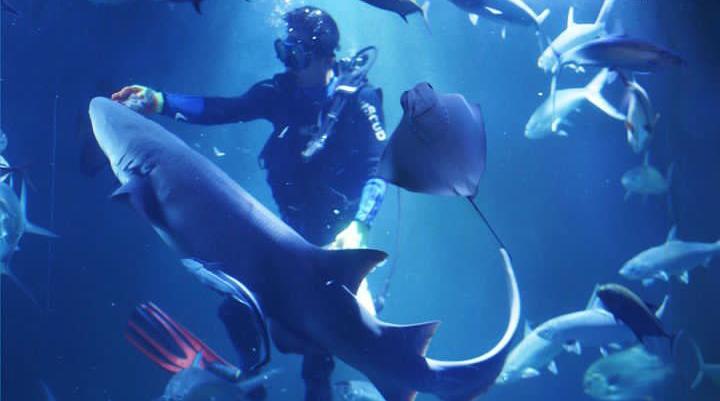 9 Pengalaman yang Ditawarkan Aquarium Indonesia Pangandaran, Cocok Buat Pemudik yang Ingin Healing!