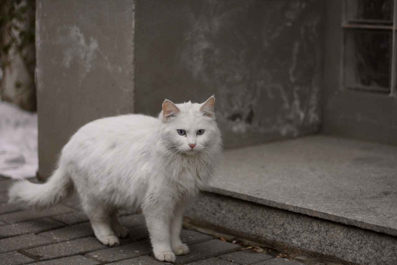 7 Fakta Menarik Seputar Kucing Butih, Apakah Benar Mereka Pemalu?