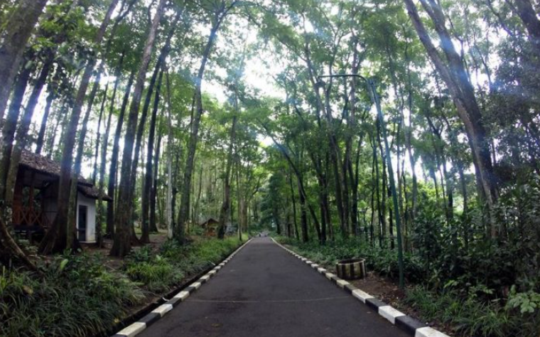 Taman Hutan Raya Juanda Wisata Alam Di Bandung, Di THR Juanda Mengenang ...