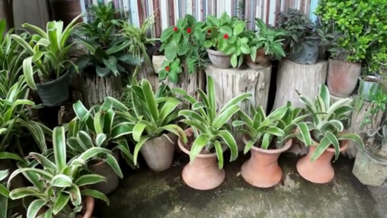 5 Tanaman Indoor Penyaring Polusi yang Membuat Rumah Lebih Sehat dan Nyaman