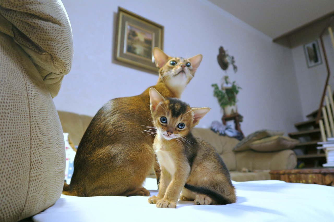 Pesona Kucing Abyssinian yang Memiliki Bulu Mengkilap, Simak Juga Kisaran Harganya!