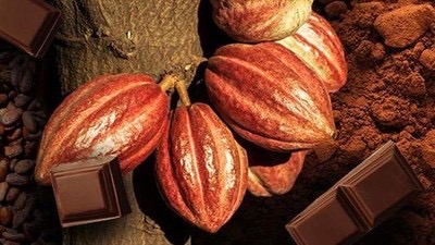 Harta Karun Coklat di Indonesia yang Membuat Eropa Tersaingi