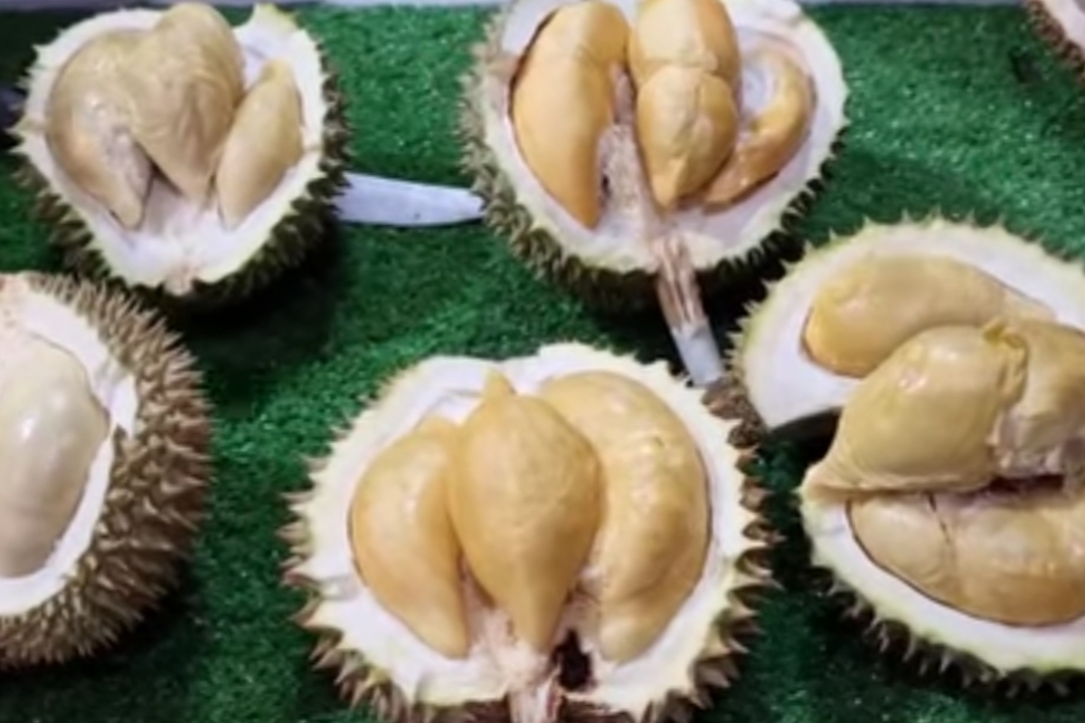 Durian Cumasi Bangka, Sensasi Rasa Yang Unik dan Harganya yang Fantastis