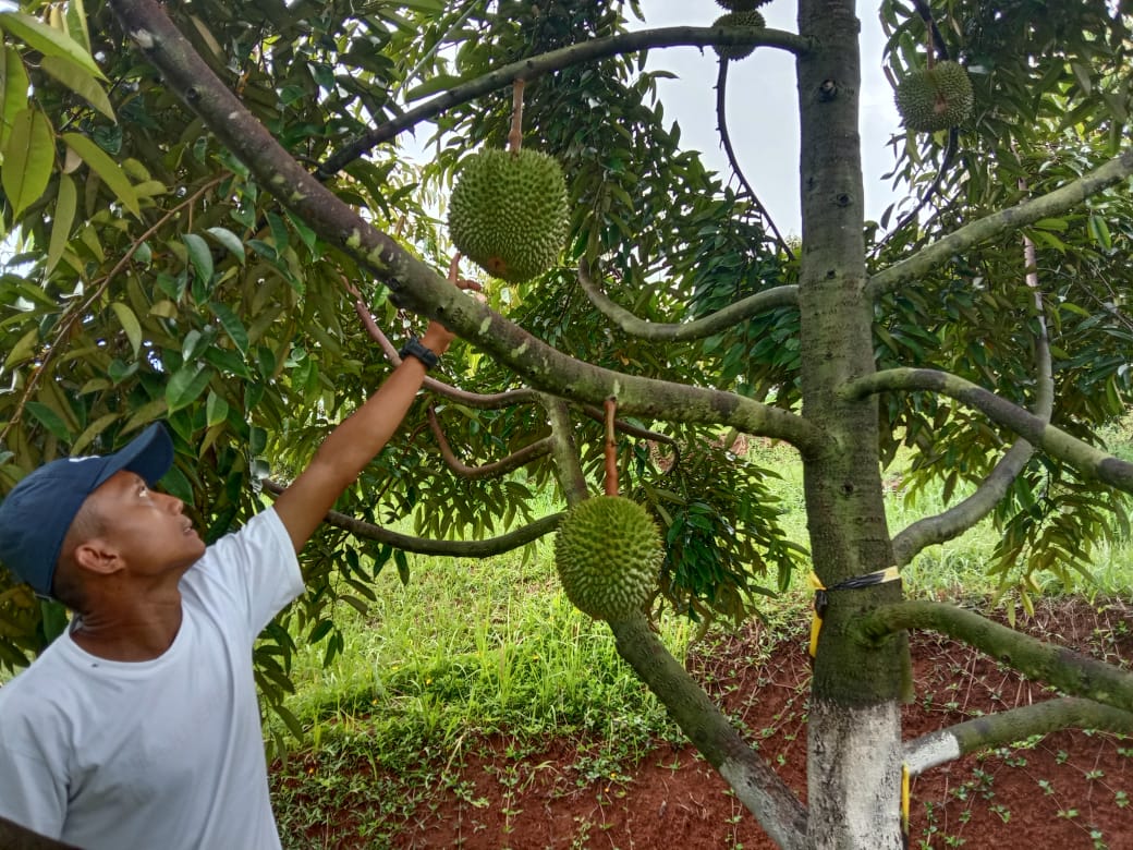 Sedap Nih! di Tasikmalaya Ada Kebun Durian Duri Hitam dan Musang King yang Matang Pohon