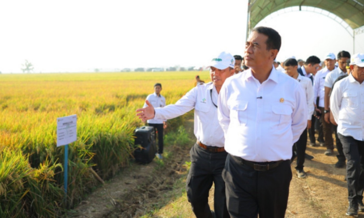 Hasil Panen Padi Bisa Tembus 13 Ton per Hektare, Kementan Andalkan Pertanian Modern