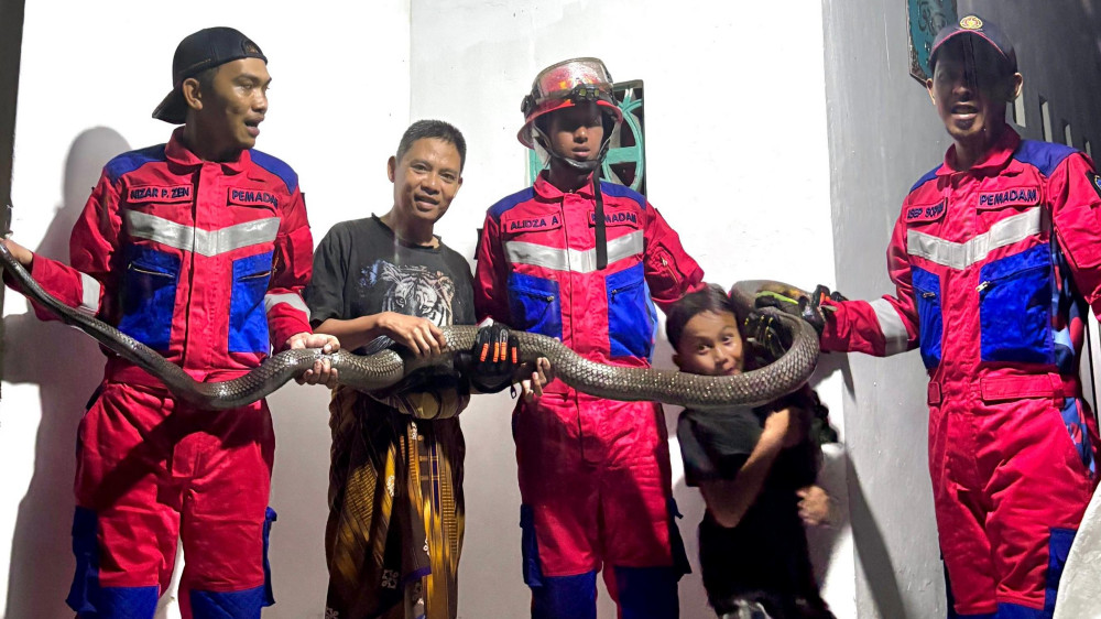 Dramatis! Petugas Damkar Tasikmalaya Nyaris Dipatuk King Kobra 4 Meter saat Lakukan Evakuasi