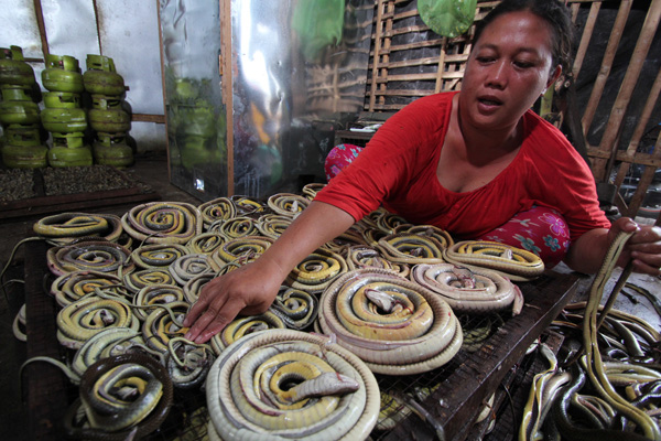 Kilas Balik Bisnis Cicak: Ular Kiriman dari Karawang dan Sumatera
