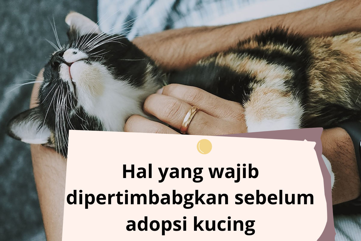 5 Hal yang Harus Dipertimbangkan Sebelum Mengadopsi Kucing