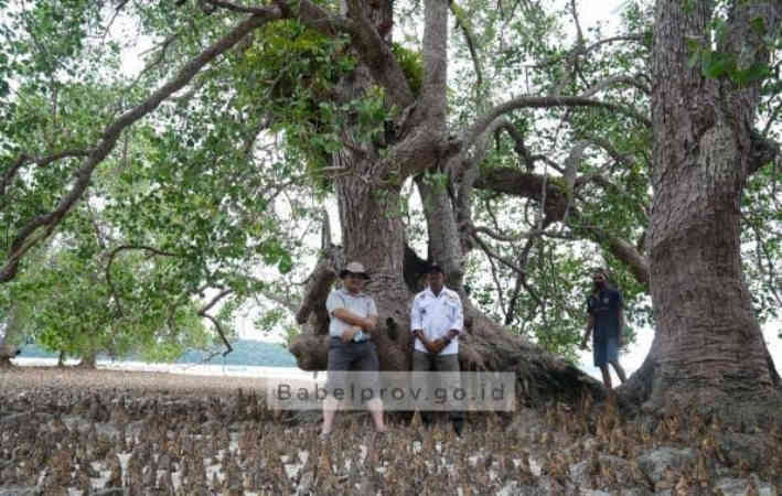 Bakal Kedatangan Tamu, Pohon Ratusan Tahun dan Pasir Putih Pulau Langer Dipercantik 