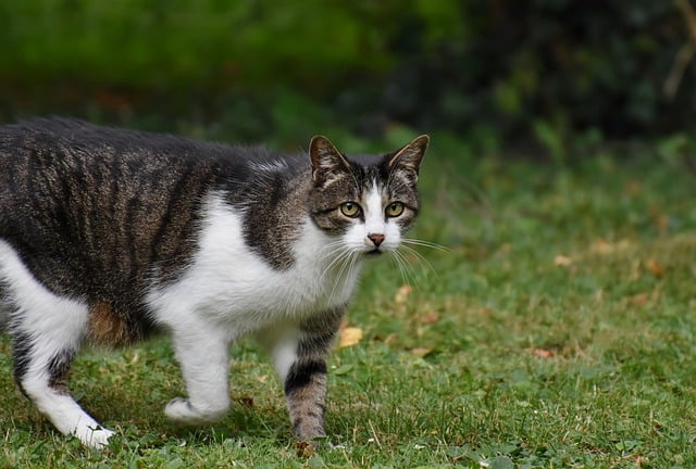 4 Penyebab Ekor Kucing Kampung Bengkok atau Pendek, Salah satunya karena hasil Perkawinan Sedarah ?