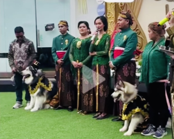 Dua Anjing Dinikahkan Pakai Adat Jawa, Bukan Gabut Tapi Real Orang Kaya Nih!