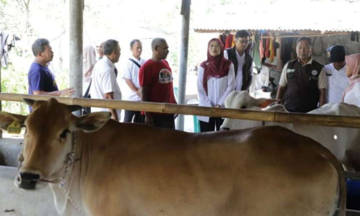 Pemprov Jabar Salurkan 24 Bibit Sapi ke Tiga Kelompok Peternak