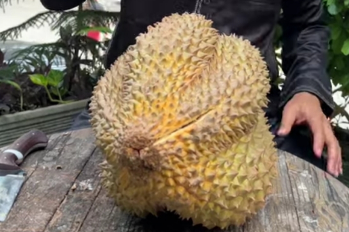 Kok Ada Durian Montong Besar Tapi Tidak Manis, Ternyata Ini Penyebabnya