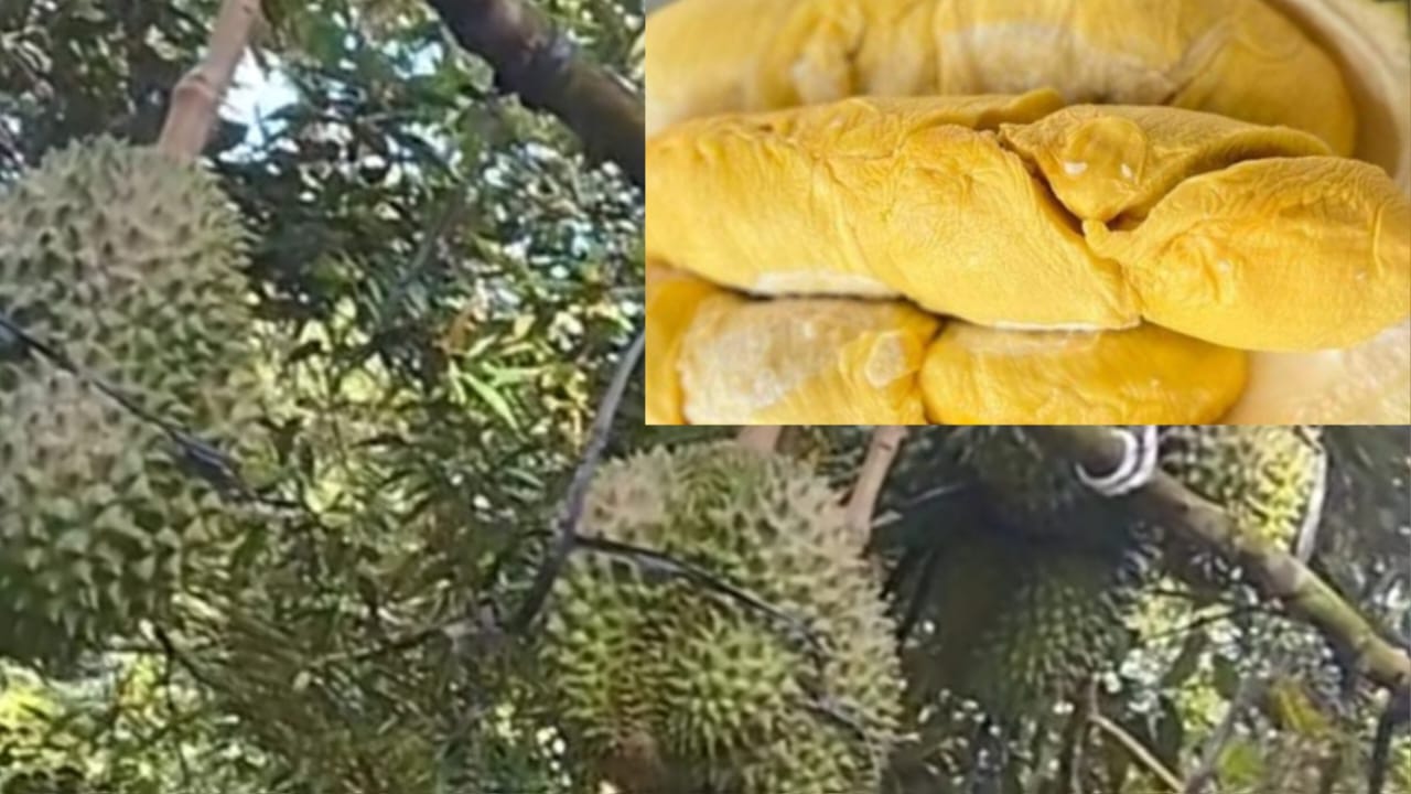 Punya Setengah Juta Pohon Durian, Tasikmalaya Layak Dijuluki Kampung Durian Runtuh Seperti di Film Ipin Upin? 