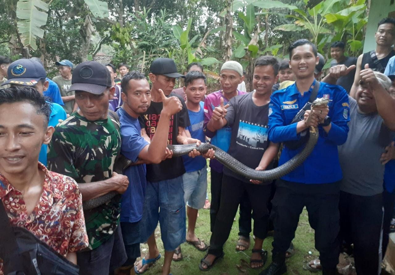 Ular King Cobra Seberat 10 Kg Ditemukan di Kamar Warga di Kota Banjar