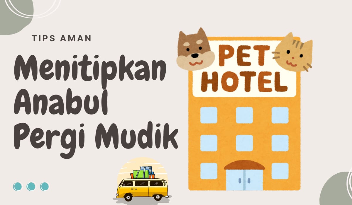 Pergi Mudik Lebaran? Berikut 4 Tips Menitipkan Kucing di Pet Hotel dan Kisaran Biayanya