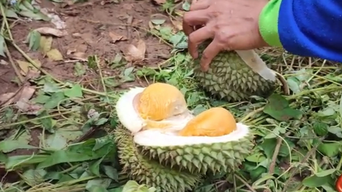 Intip! Kebun Durian Mbah Ajo di Banjarnegara, Satu Lagi Destinasi Unik untuk Berburu Durian