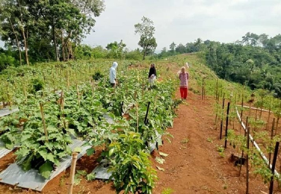 Keren, Komunitas Peci Desa Binangun Kota Banjar Manfaat Lahan 5 Hektar Jadi Edukasi Pertanian