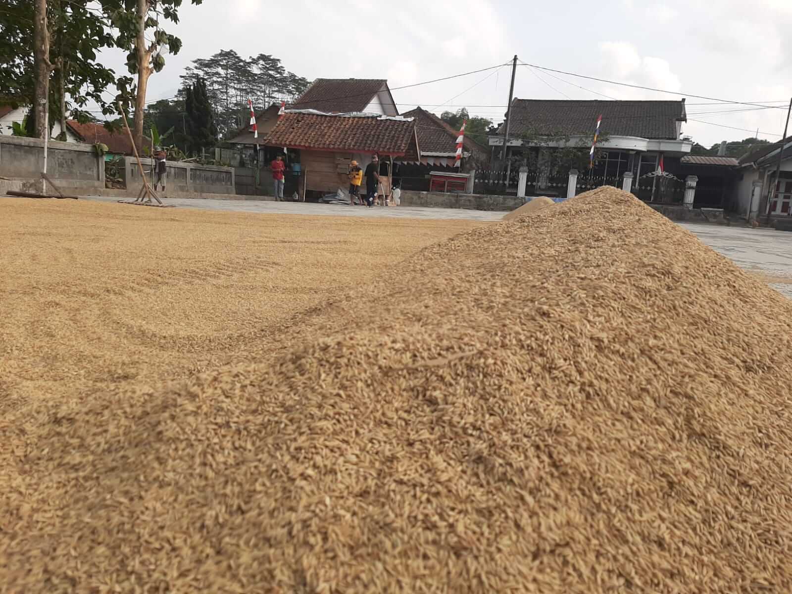 Harga Gabah Padi Mengalami Kenaikan di Tasikmalaya, Capai Rp 8.000 per Kilogram