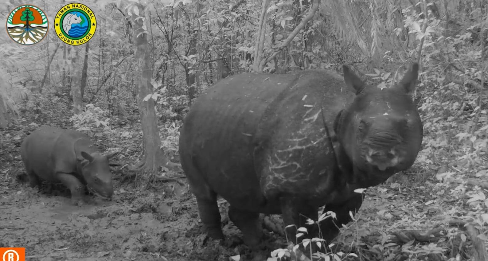 Kabar Baik, 2 Anak Badak Jawa Terekam Kamera, Populasi Badak Jawa di Indonesia Bertambah