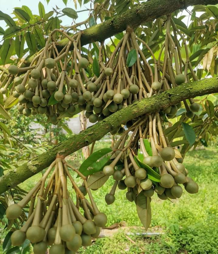 Begini Caranya Agar Pohon Durian Cepat Berbuah, untuk Lokal Tasikmalaya Juga Bisa