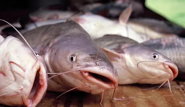 Lele Salah Satu Ikan Unik, Ikan Lele Mempunyai Alat Pernapasan Tambahan Yakni? Simak Penjelasanya