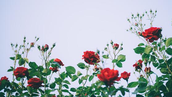 Cantik Alami, Ketahui Manfaat Bunga Mawar untuk Kecantikan, Salah Satunya Bisa Mengatasi Jerawat