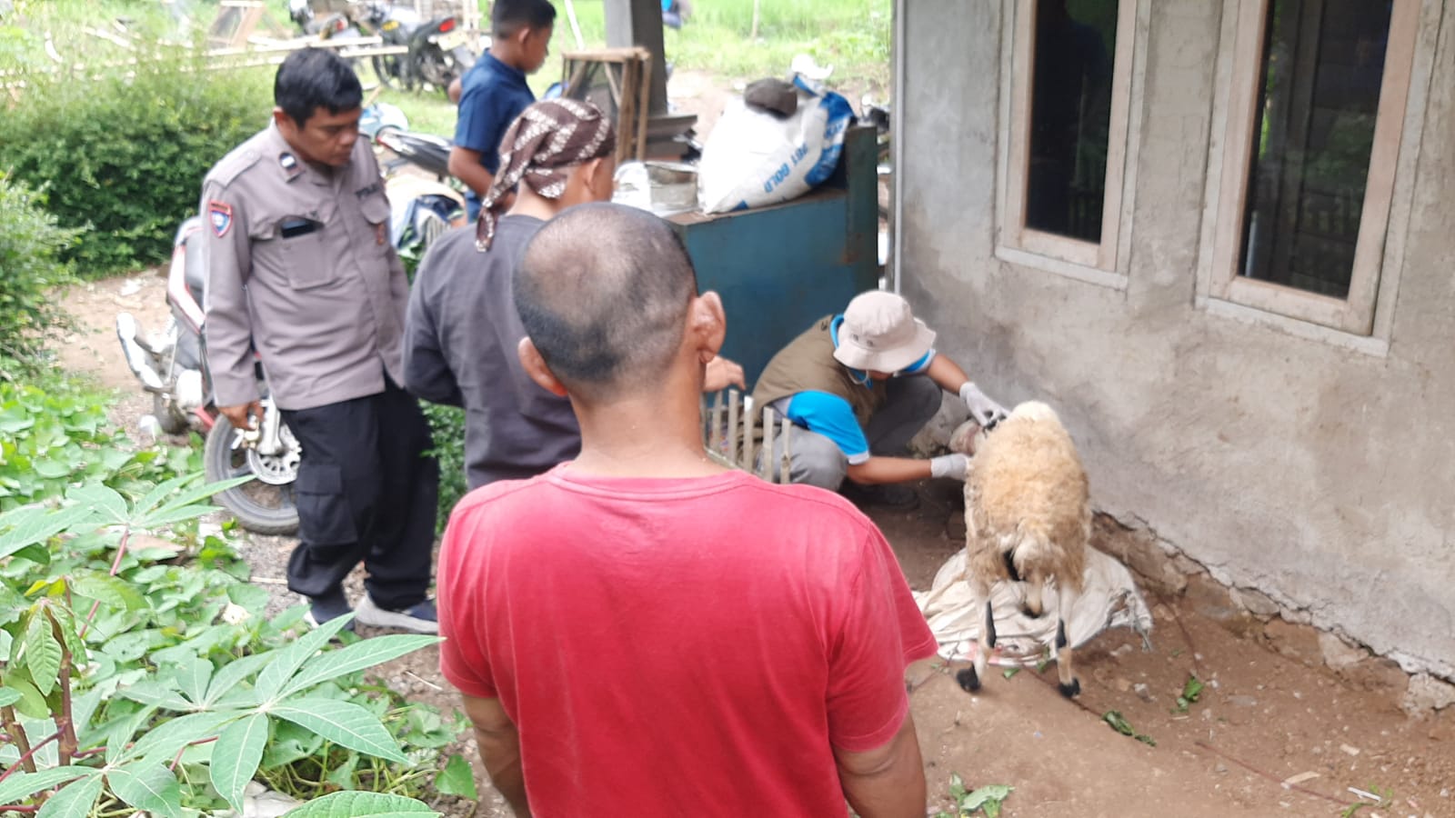 23 Domba Jadi Korban Teror Anjing Liar di Cikatomas Tasikmalaya