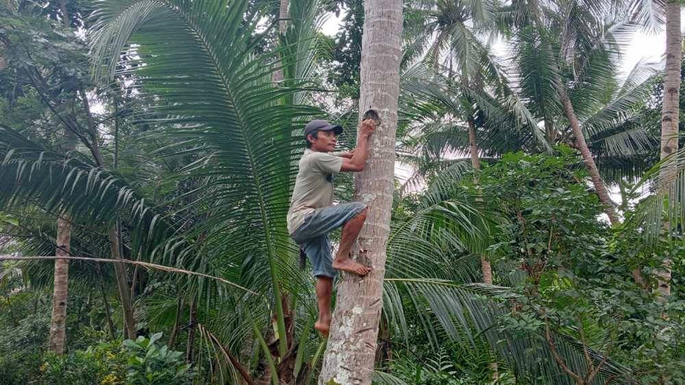 Harga Kelapa di Pangandaran Tembus Rp 4.500 per Butir, Petani Raih Untung Besar