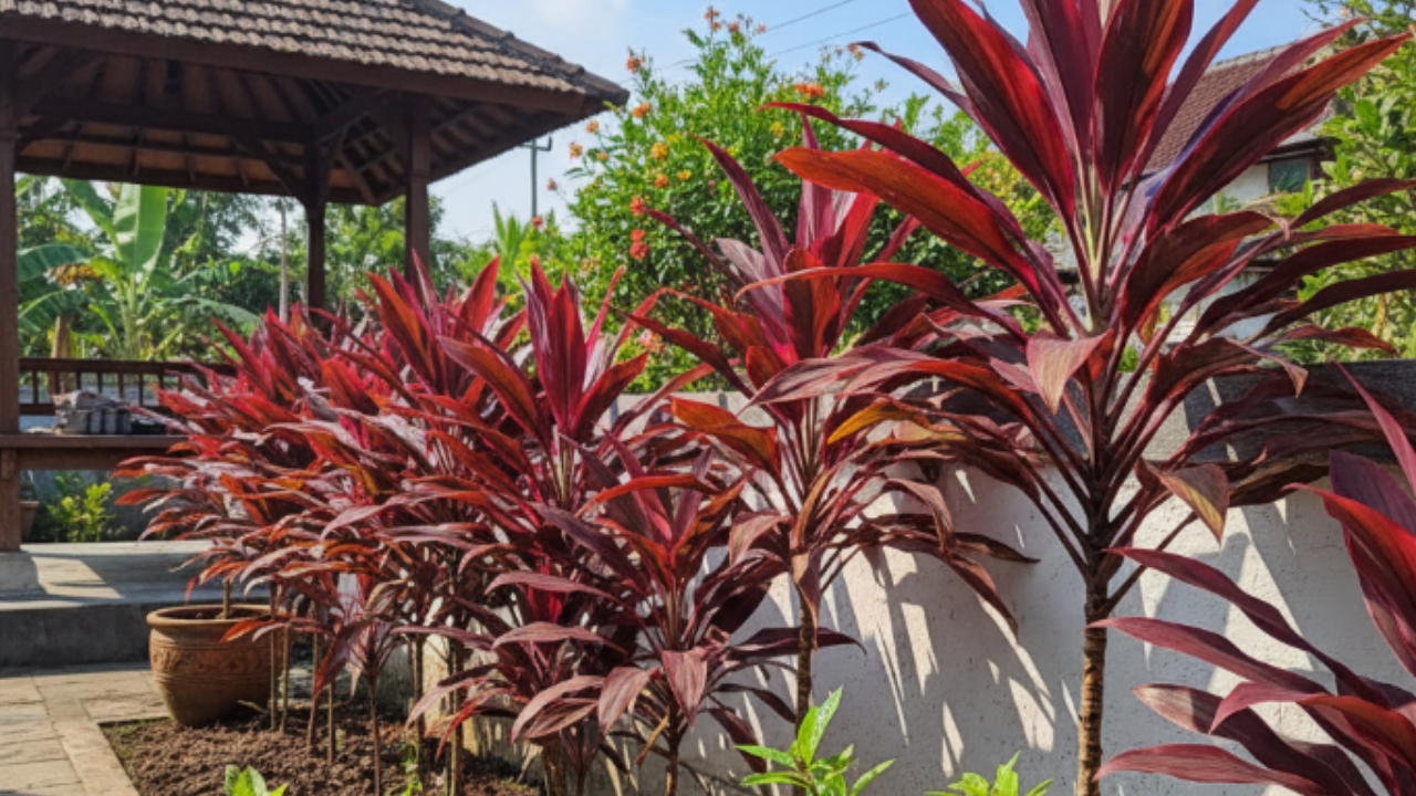 Hanjuang Merah Kembali Dilirik! Tanaman Hias Klasik Yang Cantik, Tahan Cuaca, dan Sarat Manfaat